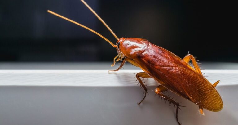 Crawling Chaos: Unmasking The Big Roach Invasion In Middlesex County