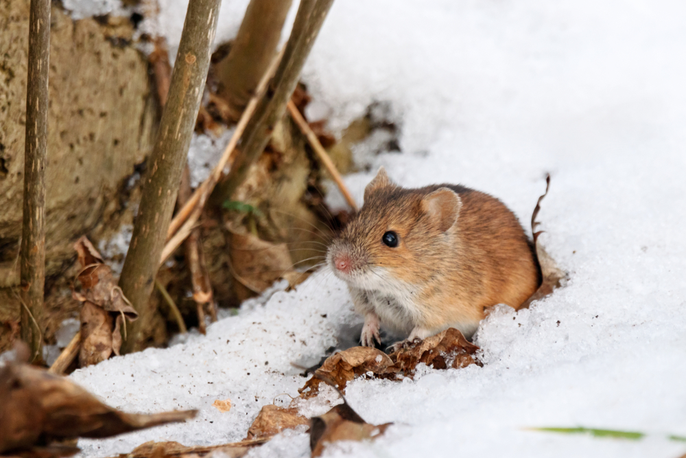 winter pests