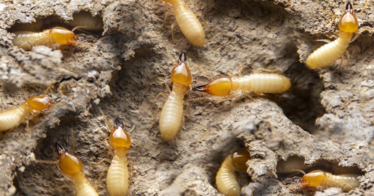 Middlesex Under Siege: The Big Shocking Truth About Termite Invasions