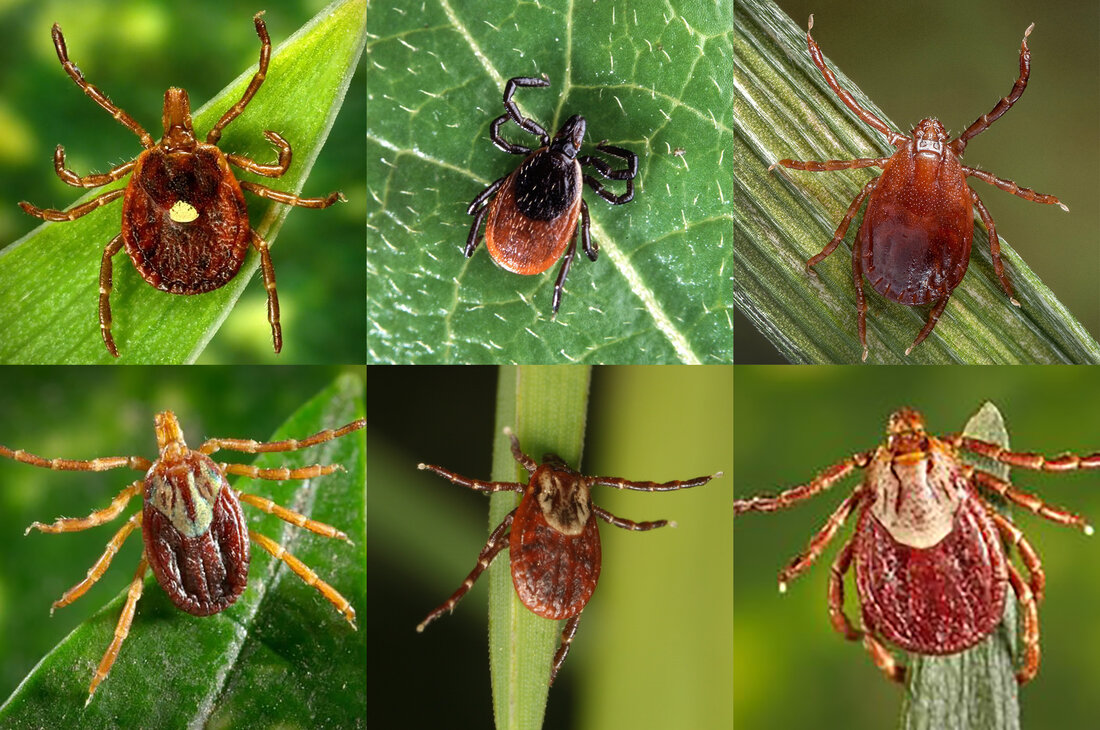 ticks and Lyme disease