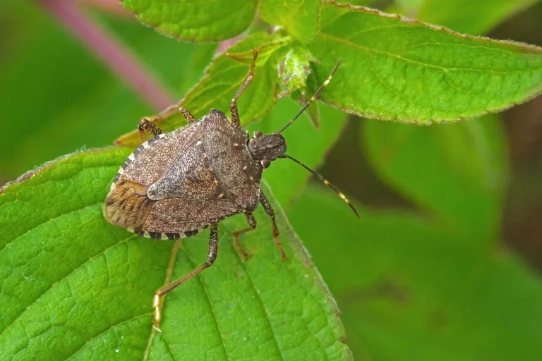 stink bugs